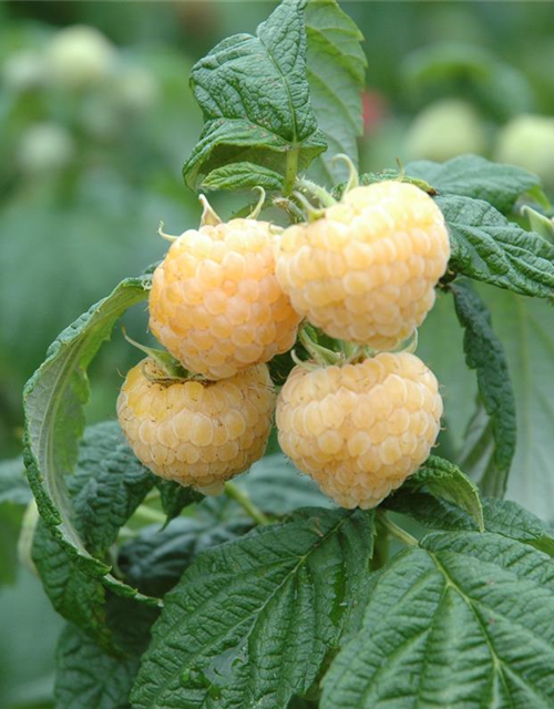 R Rubus idaeus 'Golden Everest' CAC