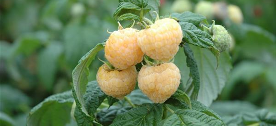 R Rubus idaeus 'Golden Everest' CAC