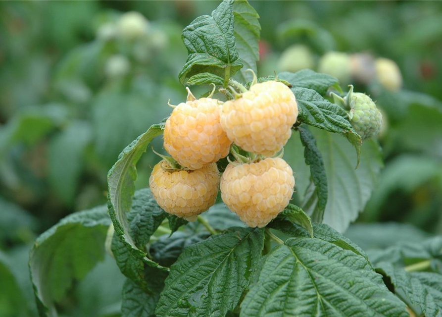 R Rubus idaeus 'Golden Everest' CAC