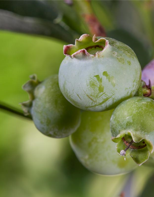 Heidelbeere 'Bluegold'