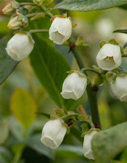 Heidelbeere 'Bluegold'