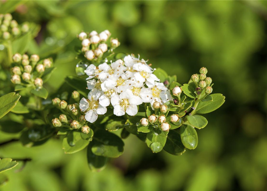 Spiraea nipponica 'Snowmound'