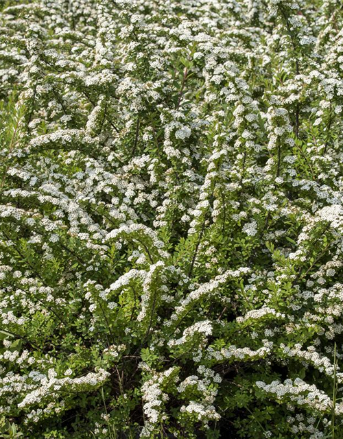 Spiraea nipponica 'Snowmound'