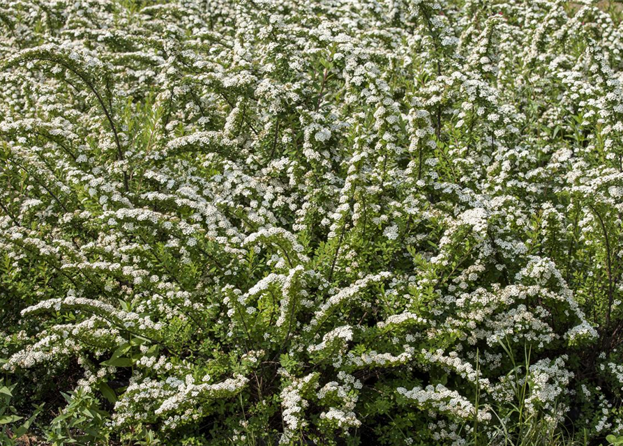 Spiraea nipponica 'Snowmound'