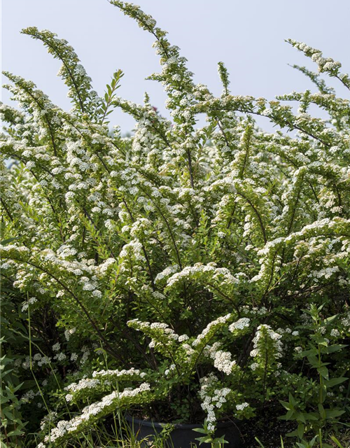 Spiraea nipponica 'Snowmound'