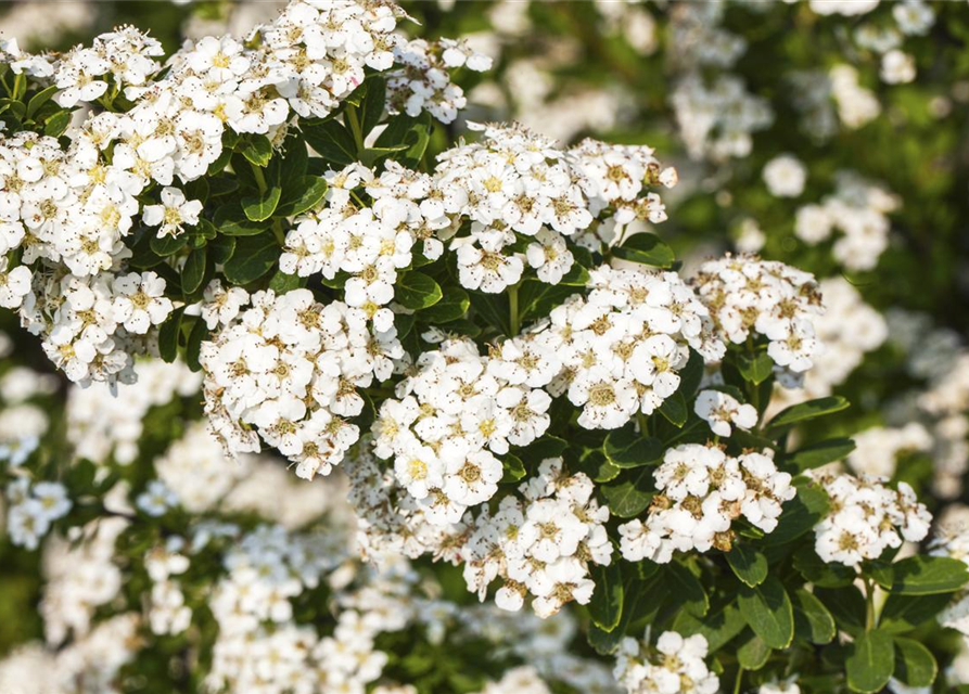 Spiraea nipponica 'Snowmound'