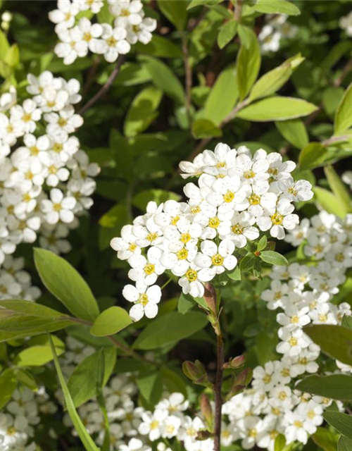 Spiraea cinerea 'Grefsheim'