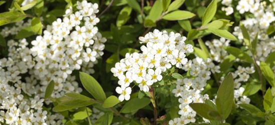 Spiraea cinerea 'Grefsheim'