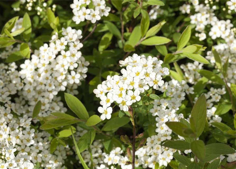 Spiraea cinerea 'Grefsheim'