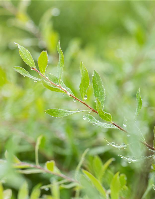 Spiraea cinerea 'Grefsheim'