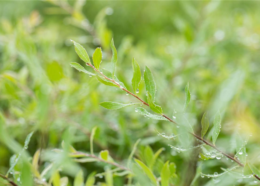 Spiraea cinerea 'Grefsheim'