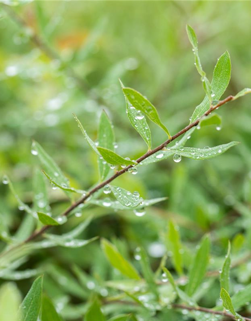 Spiraea cinerea 'Grefsheim'