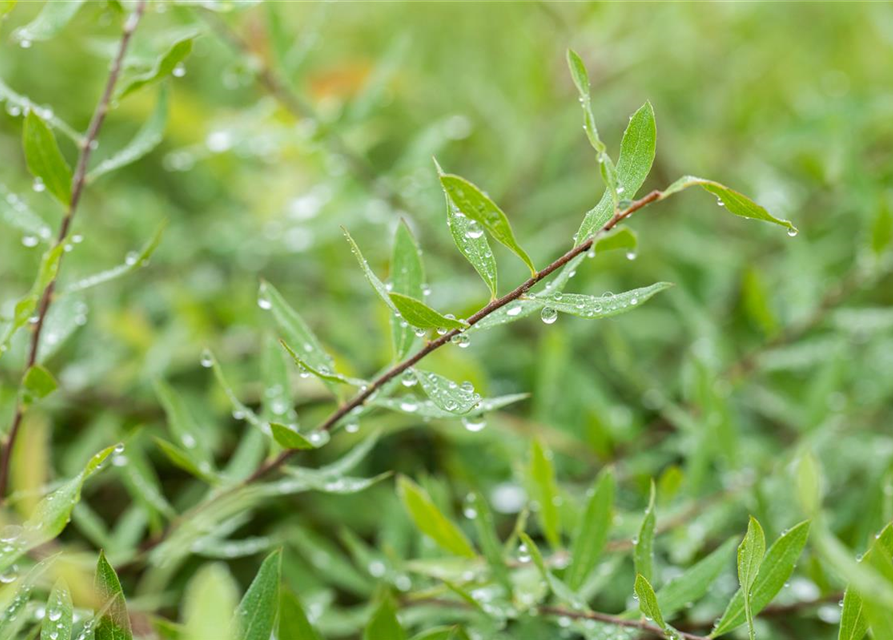 Spiraea cinerea 'Grefsheim'