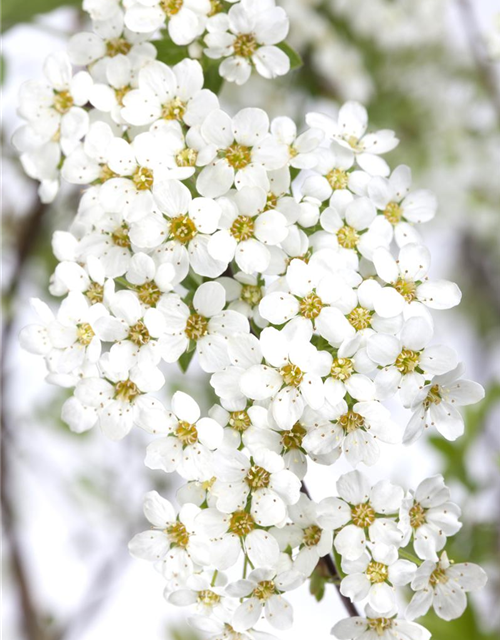 Spiraea cinerea 'Grefsheim'