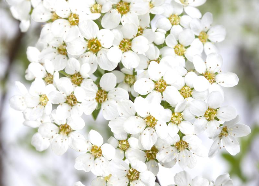 Spiraea cinerea 'Grefsheim'