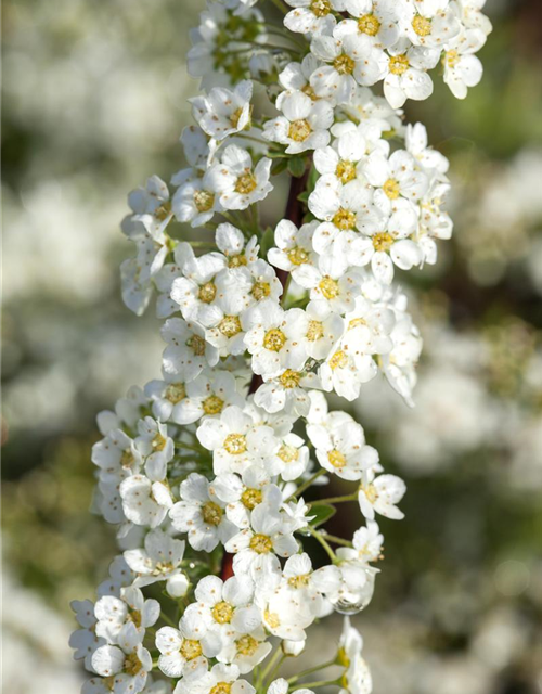 Spiraea cinerea 'Grefsheim'