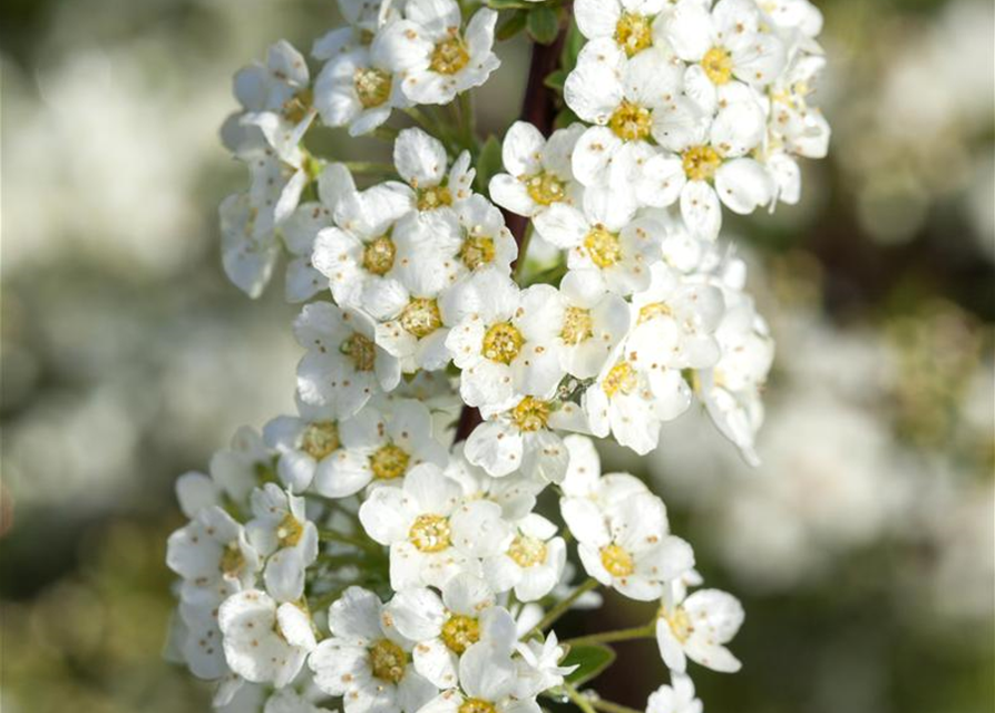 Spiraea cinerea 'Grefsheim'