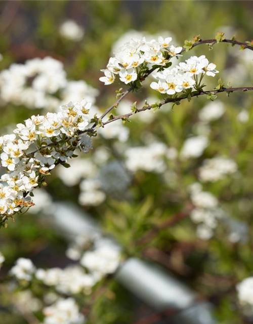 Spiraea cinerea 'Grefsheim'