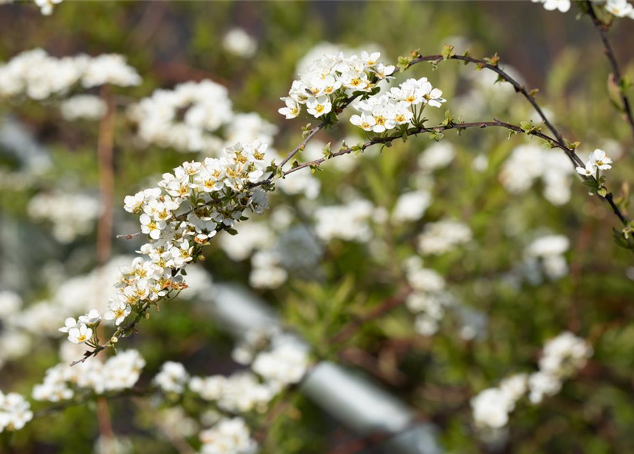 Spiraea cinerea 'Grefsheim'