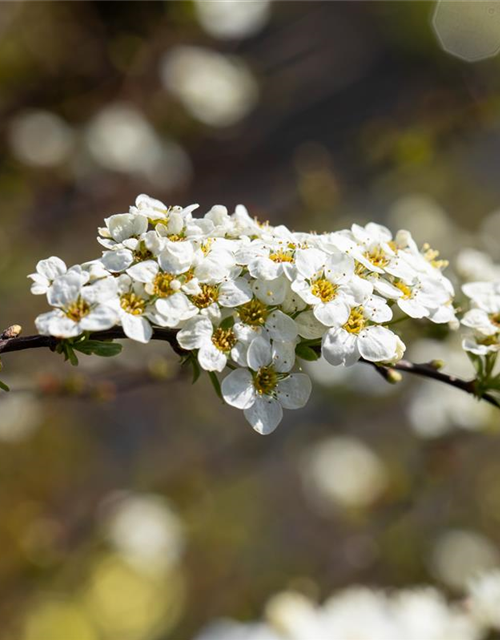 Spiraea cinerea 'Grefsheim'