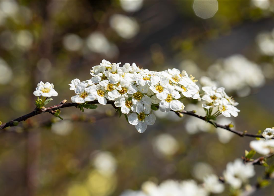 Spiraea cinerea 'Grefsheim'