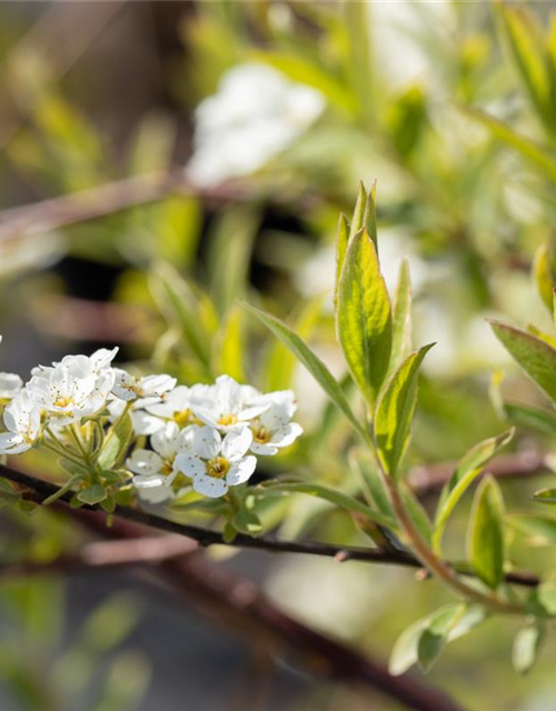 Spiraea cinerea 'Grefsheim'