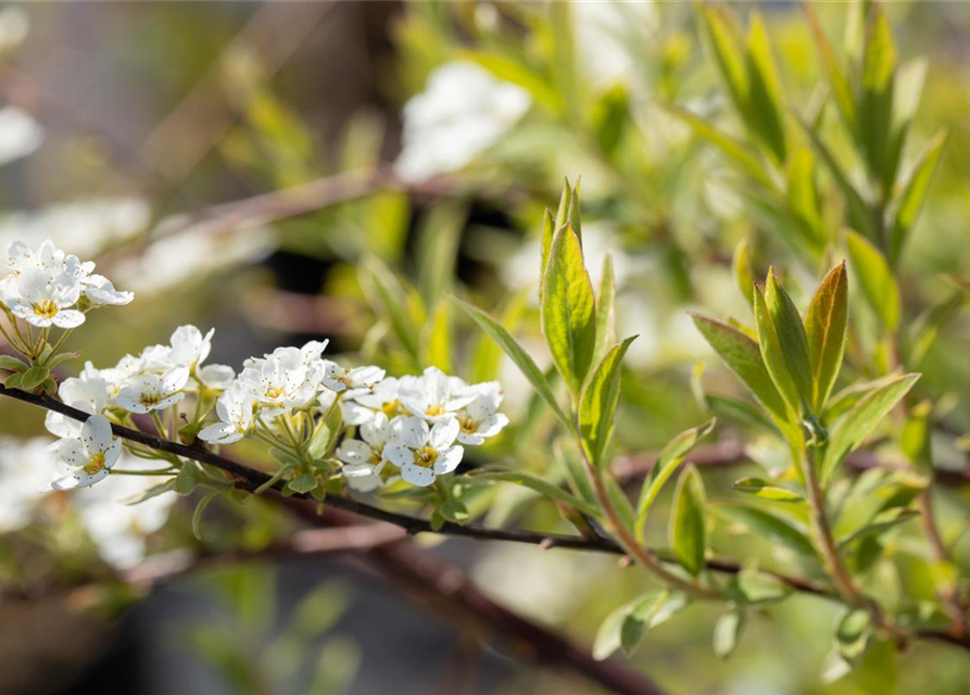 Spiraea cinerea 'Grefsheim'