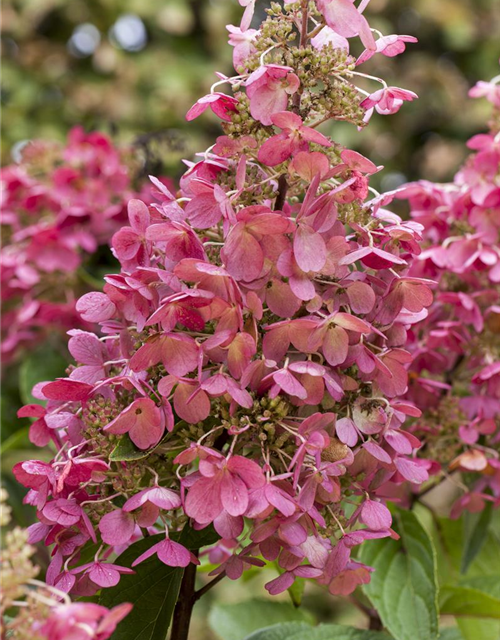 Rispenhortensie 'Diamant Rouge'®