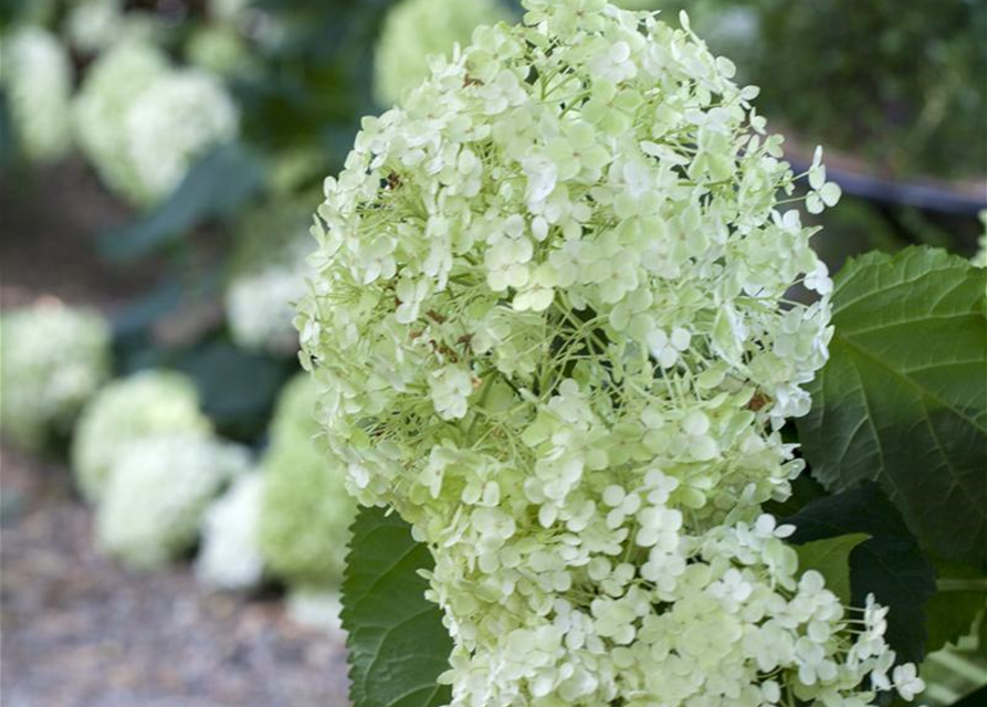 Hydrangea arborescens 'Annabelle'