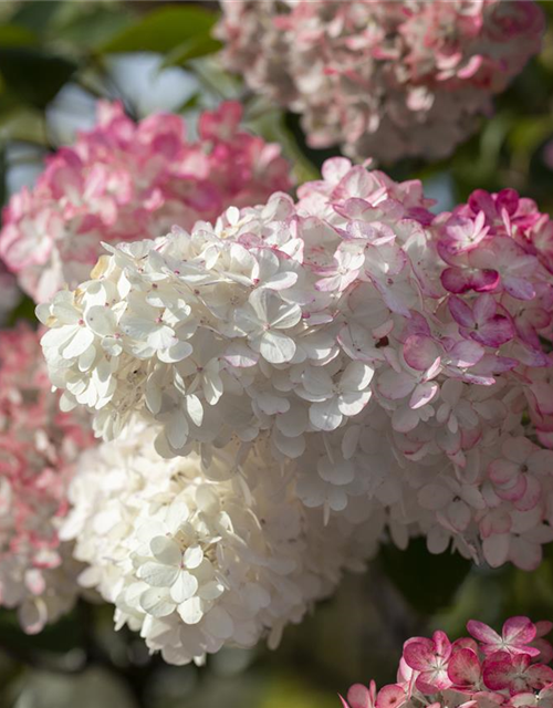 Hydrangea paniculata 'Sundae Fraise'®