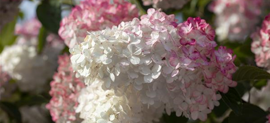 Hydrangea paniculata 'Sundae Fraise'®