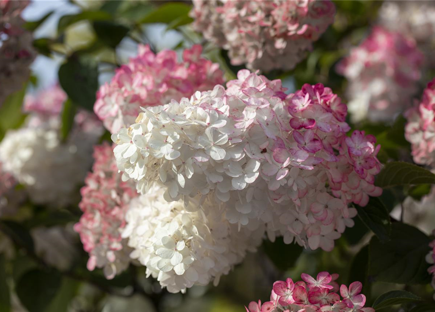 Hydrangea paniculata 'Sundae Fraise'®