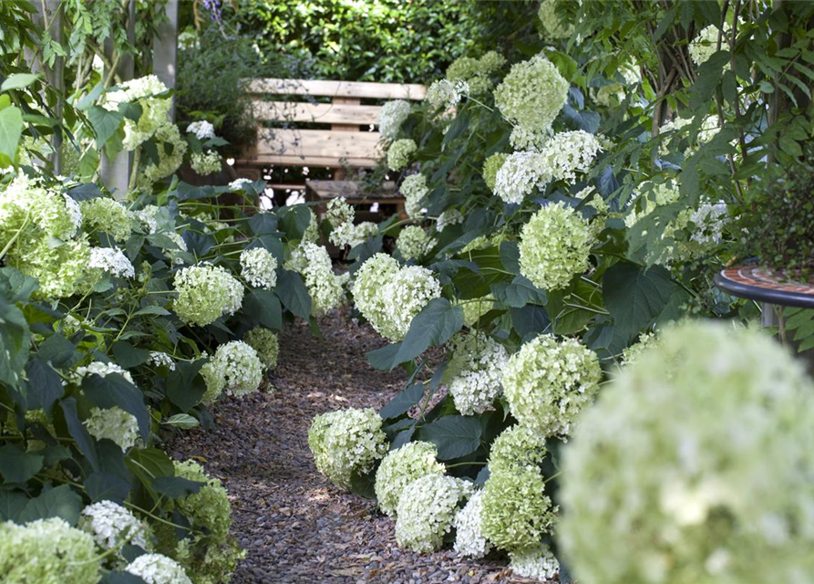 Hydrangea arborescens 'Annabelle'