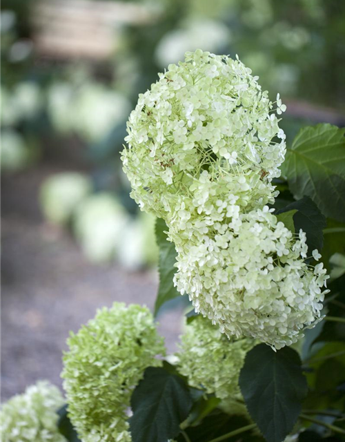 Hydrangea arborescens 'Annabelle'