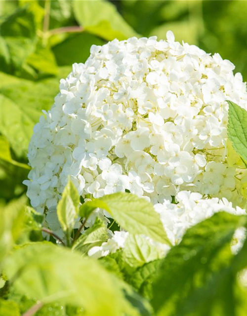 Hydrangea arborescens 'Annabelle'