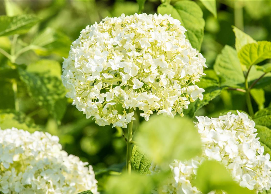 Hydrangea arborescens 'Annabelle'