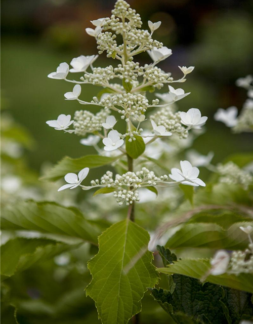 Rispenhortensie 'Butterfly'®