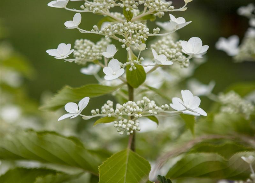 Rispenhortensie 'Butterfly'®