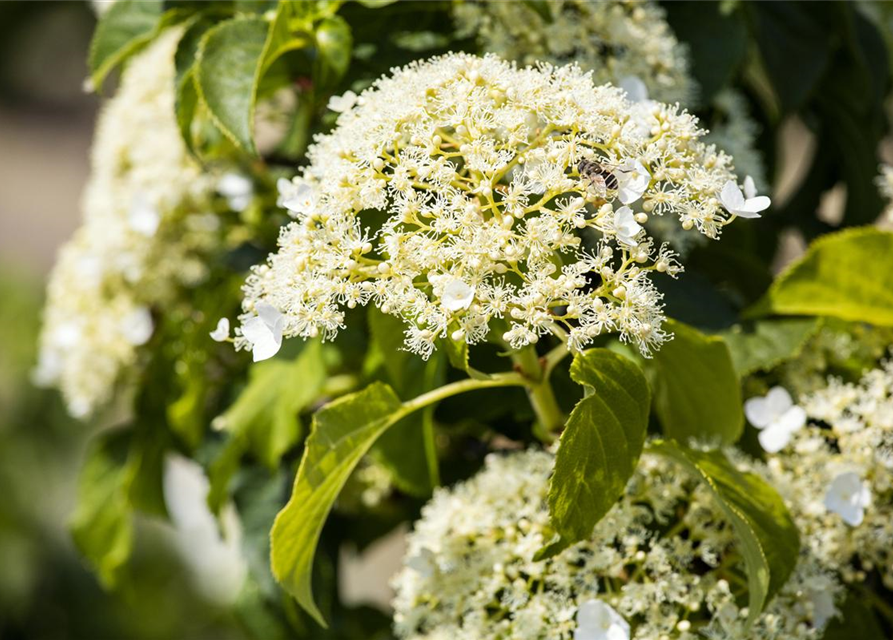 Kletterhortensie