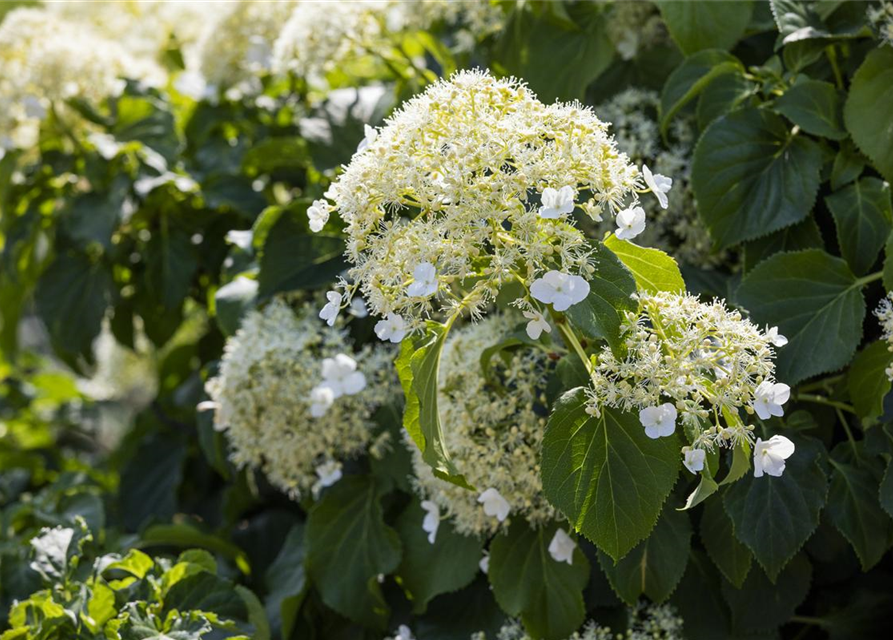 Kletterhortensie