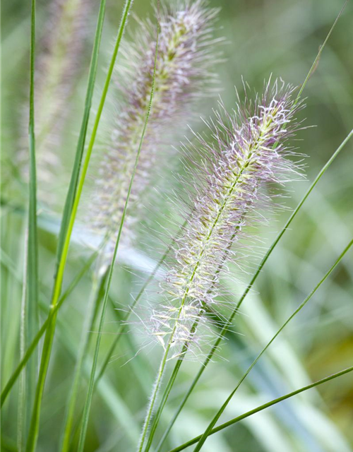 Pennisetum alopecuroides 'Cassian'