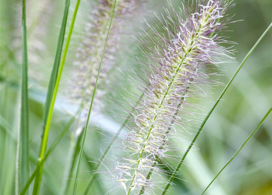 Pennisetum alopecuroides 'Cassian'