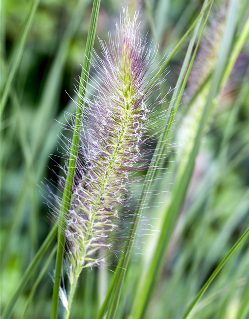 Pennisetum alopecuroides 'Cassian'