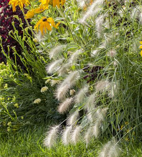 R Pennisetum alopecuroides 'Hameln'