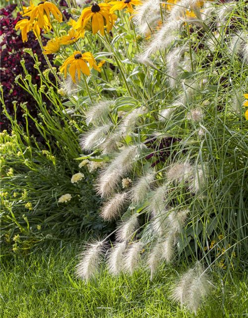 R Pennisetum alopecuroides 'Hameln'