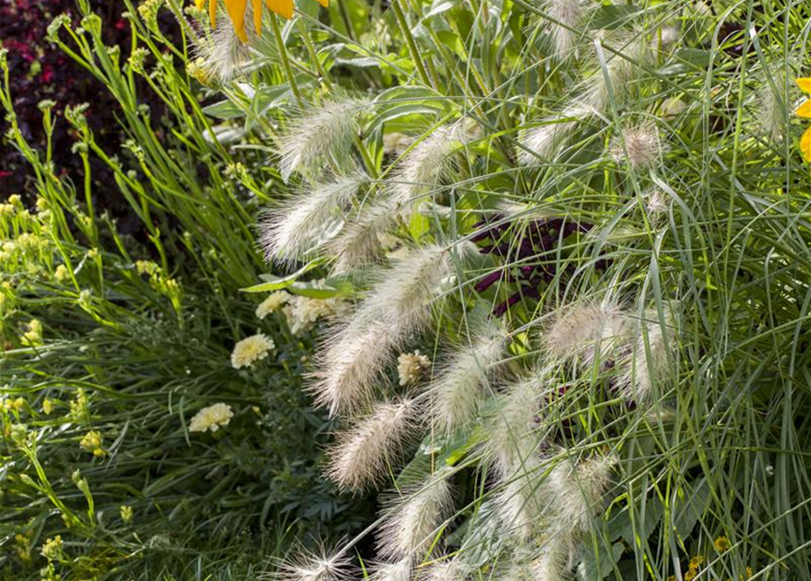 R Pennisetum alopecuroides 'Hameln'