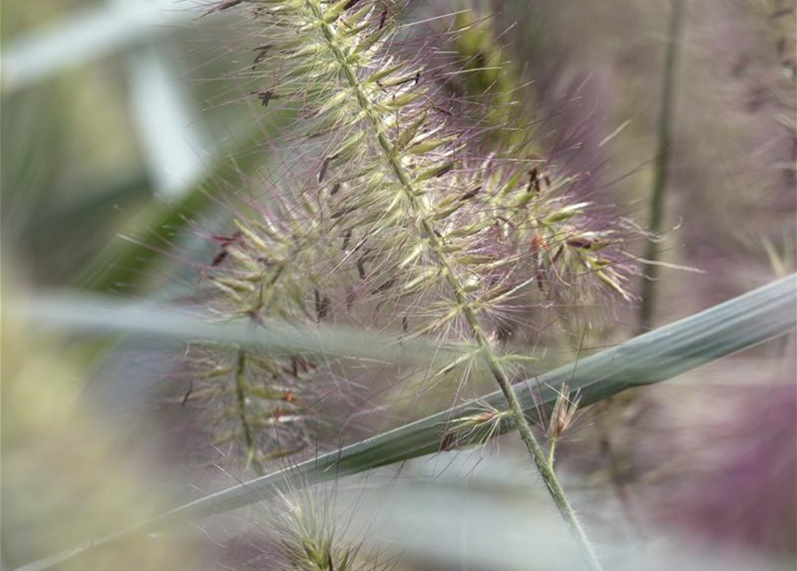 R Pennisetum alopecuroides 'Hameln'