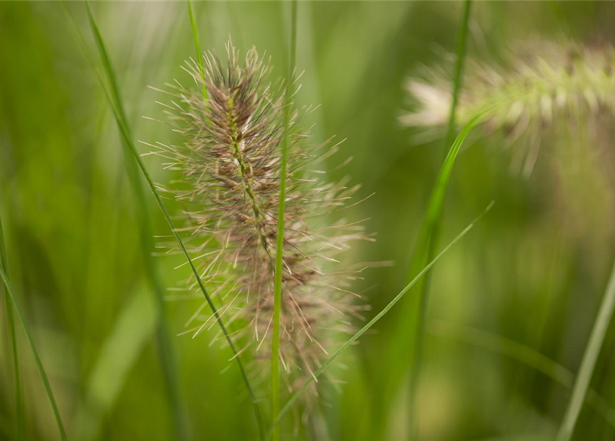 R Pennisetum alopecuroides 'Hameln'