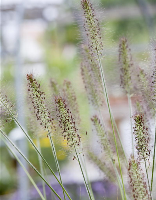 R Pennisetum alopecuroides 'Hameln'