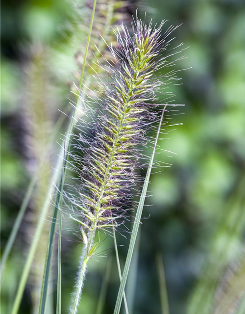 R Pennisetum alopecuroides 'Hameln'